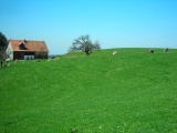 Stuelegg