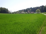 Wolftürli